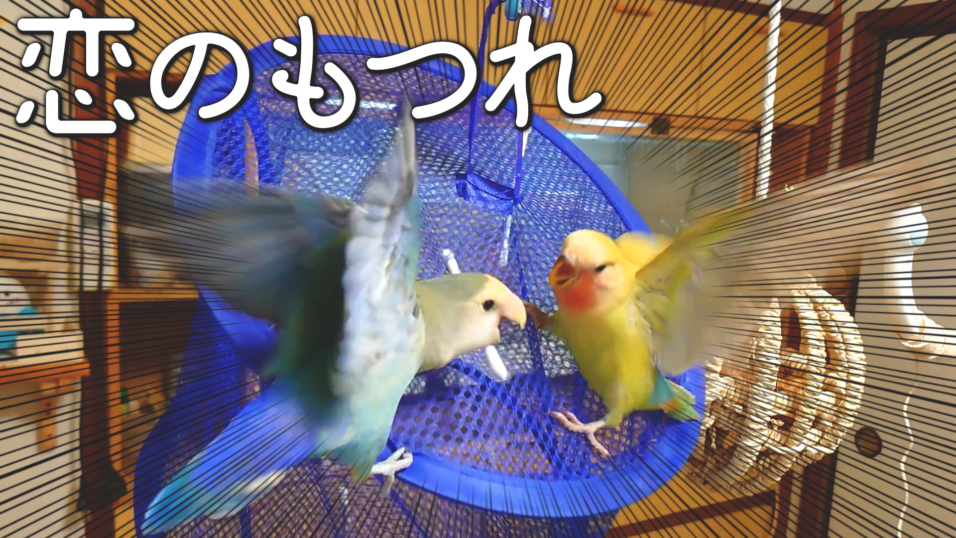 小桜さくら Youtubeを更新 コザクラインコのオスメスでも性格が全く違うし その中で巻き込まれるオカメインコが愛らしい お迎え18日目 片思いのコザクラインコとオカメインコの関係 T Co Dhfixijvkz 雛 コザクラインコ インコ好きと