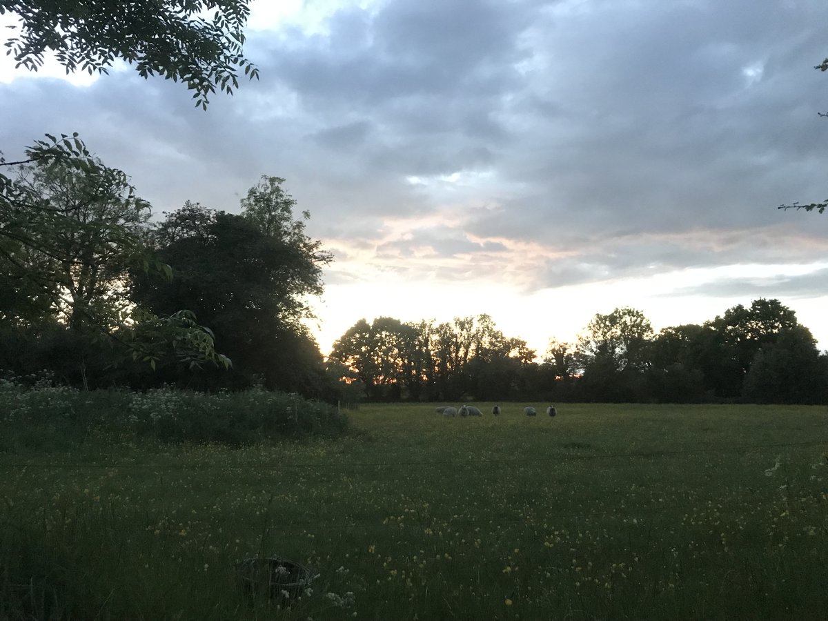 So glorious to be able to watch the bats swooping over the fields as the sheep graze and the sun sets #Bungay2022