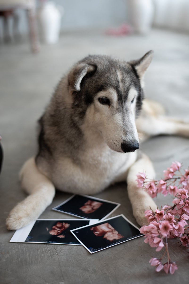 SnowRosena's tweet photo. #Baby #SiberianHusky #DogLovers https://t.co/r1PKsGeBAn
