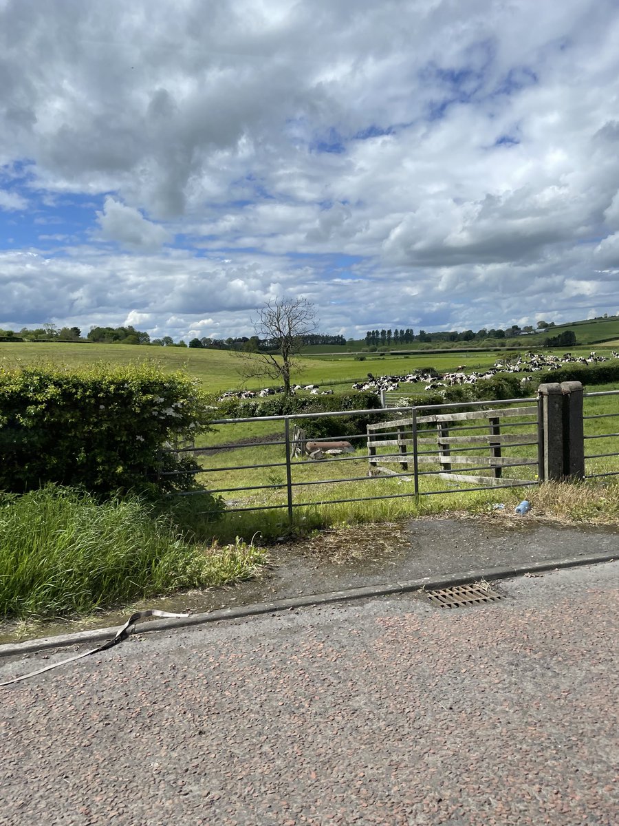 sam_ruffino's tweet photo. Dublin > Belfast. Ireland lives up to is reputation of being one of the greenest countries in the world! 🐄#duqmediaireland https://t.co/Y4Ha7Xw1WL