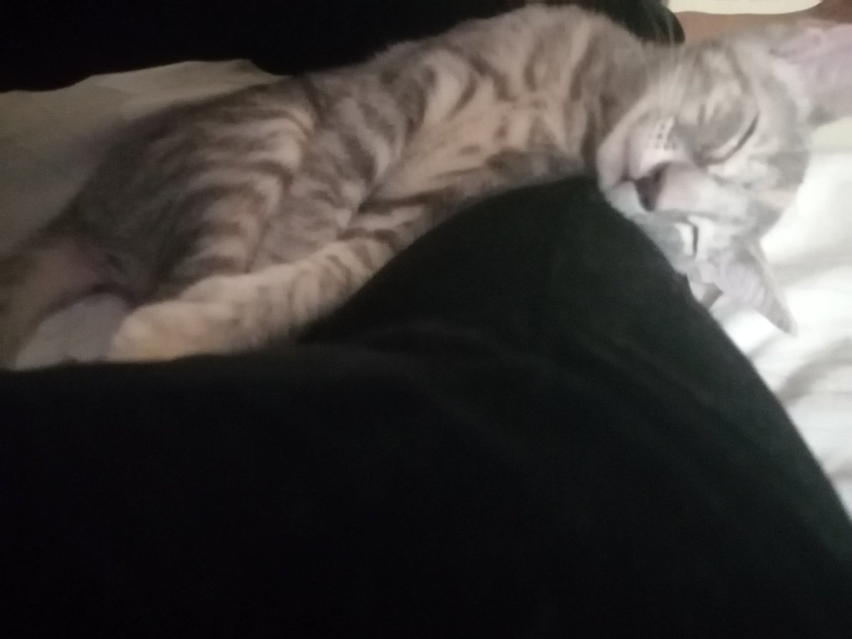 IrashemitaT's tweet photo. Alguien me está cuidando, tengo enfermera particular 🐱
#LaBombon 🐱 https://t.co/kbRG4a9VB1