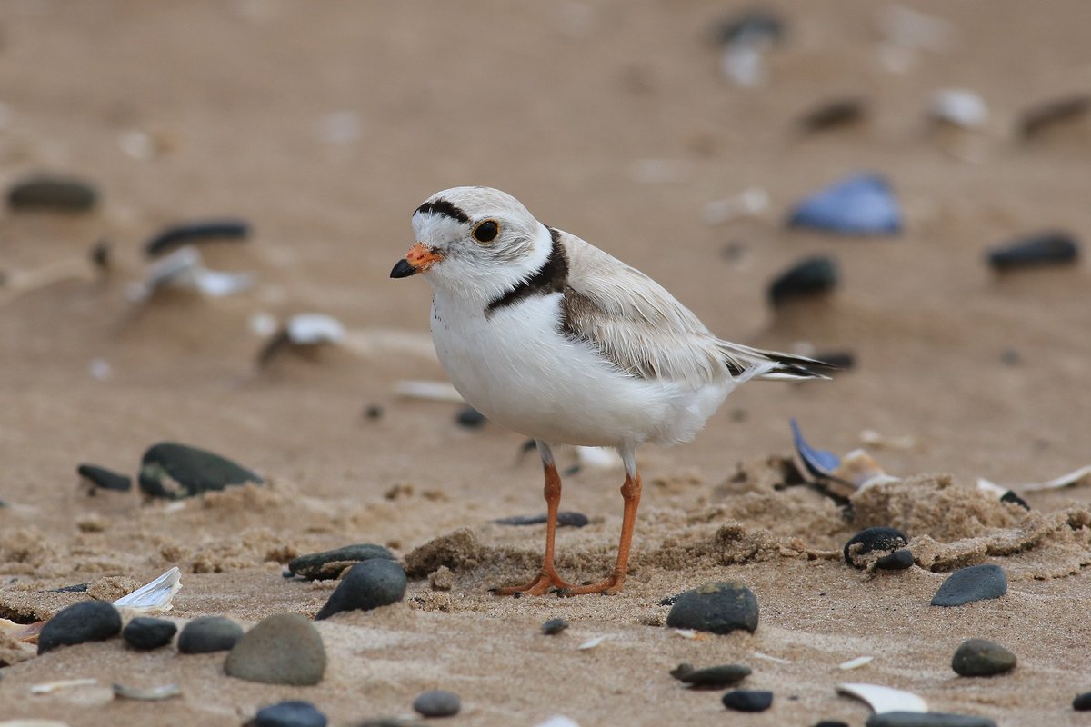 environmentca's tweet photo. Hey #birds🐦 lovers!
Our #scientist Adam Smith talks with @EBTSOYP about declining bird numbers.
Watch to learn what you can do to help: https://t.co/rnnohmWUe2.
#science #ConnectWithNature
#conservation #EBTSOYP #Birds https://t.co/C0UuWVQO4i