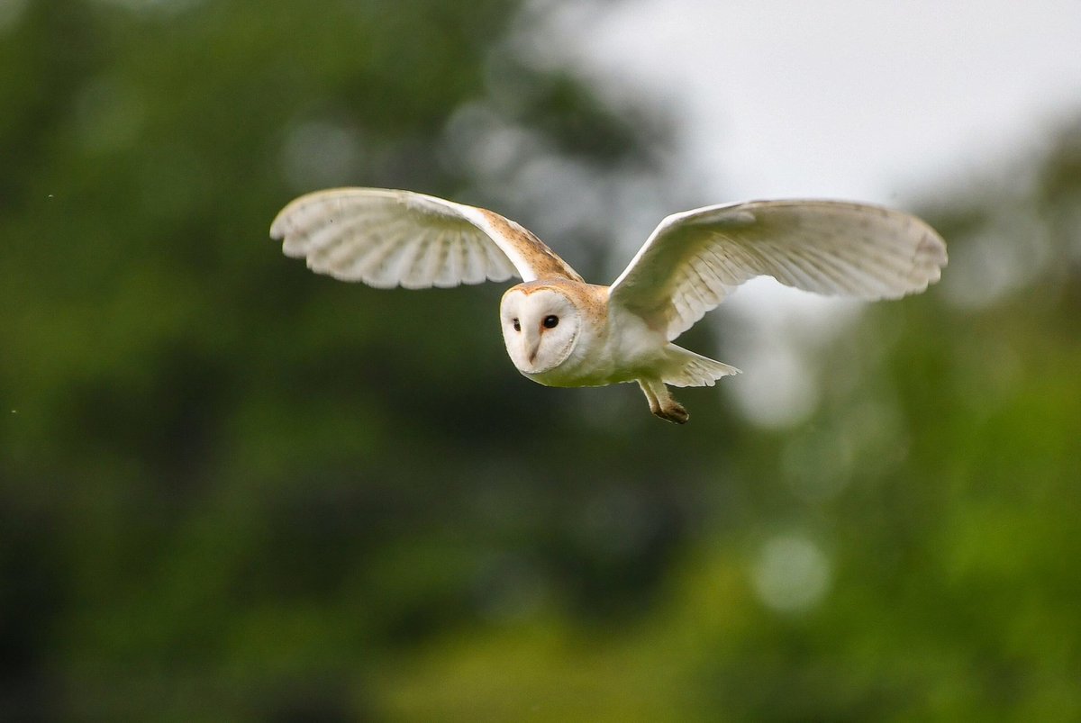 DavidGoundry2's tweet photo. A beautiful Barn Owl on the River Hull last week 🦉 #barnowl #kingstonuponhull #wildlifephotography https://t.co/STWq2MoYNt