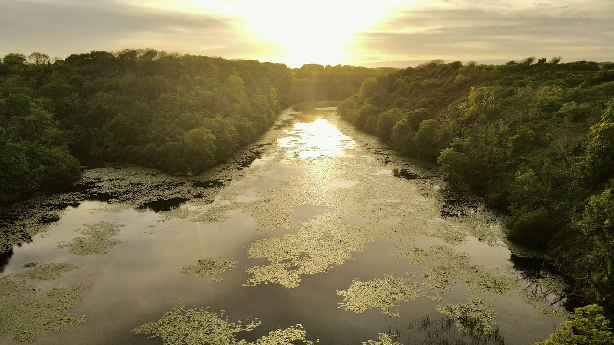 pembsdrone's tweet photo. Golden hour at Bosherston Lilly Ponds this evening, a little bit of time off from Droning so it was good to be back in nature tonight! #pembrokeshire #visitpembrokeshire #yourwales #wales #visitwales #bosherston #pembsdrone #drone #dronephotography #dronography #walescoastpath https://t.co/ApnpY9MvCe