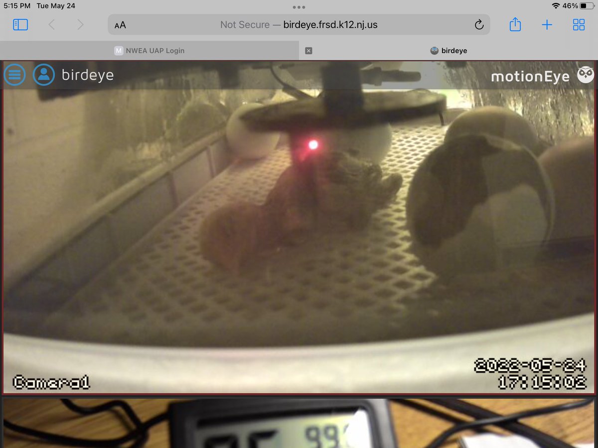 Our first chick arrived at 5:05 tonight. <a href="/CopperHillES/">Copper Hill</a>