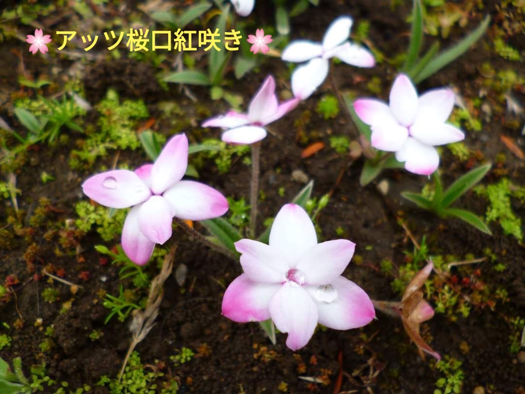 なおちゃんです 皆さま お早う御座います 南の風 季節の花 アッツ桜口紅咲き 水分を補給しましょう 花言葉 可憐 思い出木更津 T Co V9boagk6po Twitter