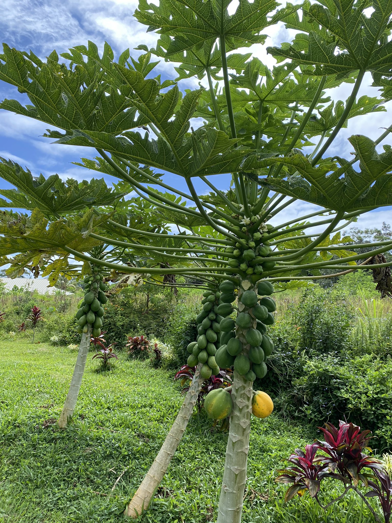 Kumaneko 友人宅のお庭で採れたパパイヤ 食べた後の種を庭に撒いたら出て来たらしい 同じくお庭にあるパッションフルーツの汁をかけて頂きました めっちゃ美味しい 果物の宝庫やね 雨が一年中降るハワイ島やから見廻るだけでこんなにタワワに