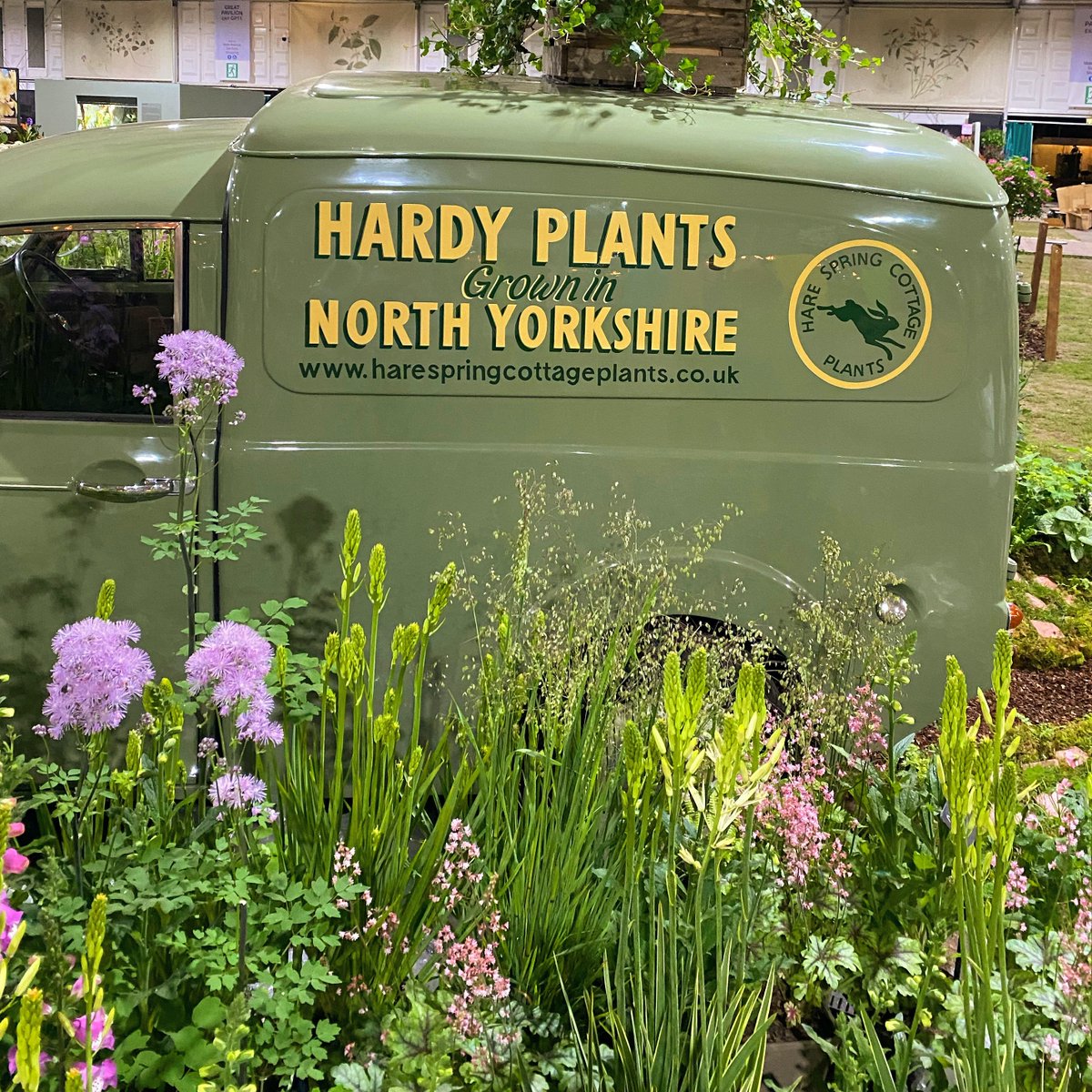 Hare Spring Cottage Plants tweet media