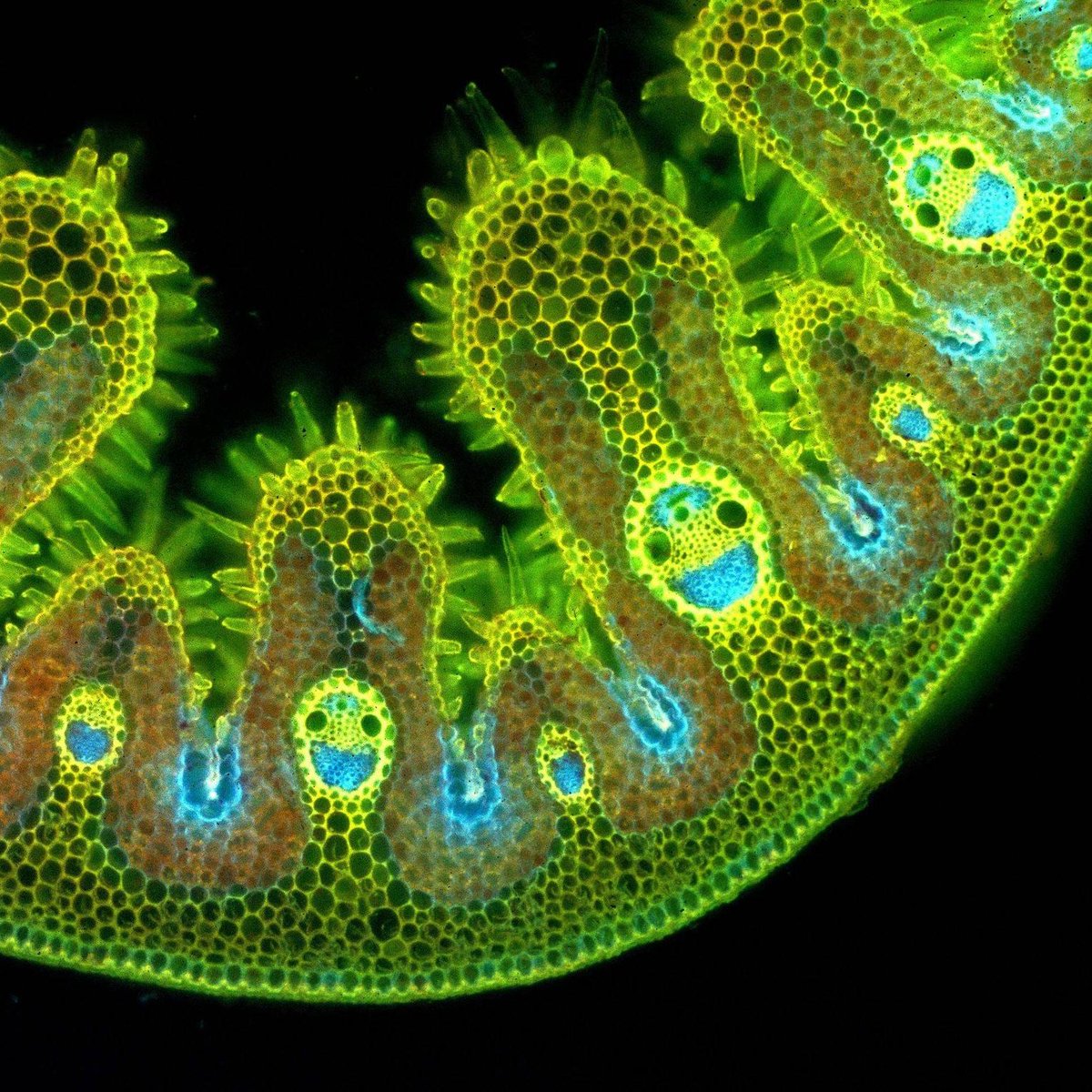 Observación microscópica de una sección transversal de una brizna de hierba de playa (Ammophila arenaria).

🔬🌱😀