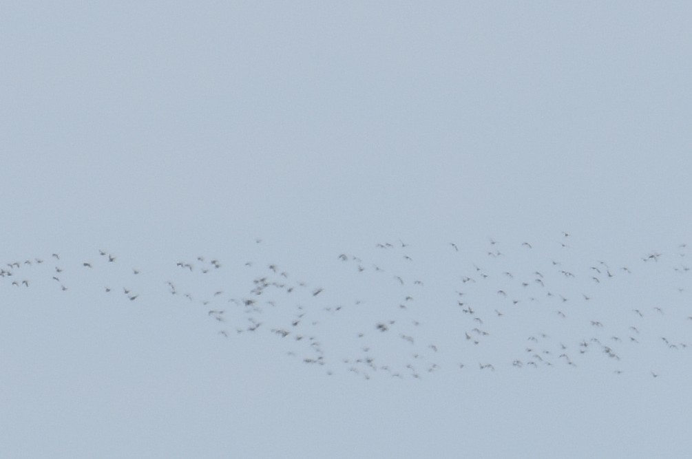 Warbler Boy tweet media