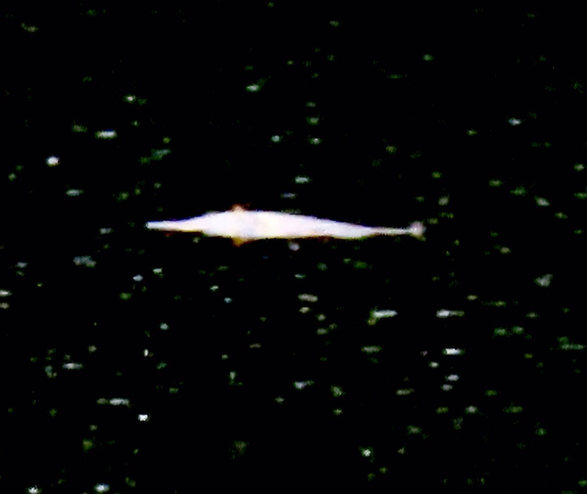 Hello,not too clear but it was swimming in my pond.Hopefully some one out there can possibly identify it for me🙋‍♀️