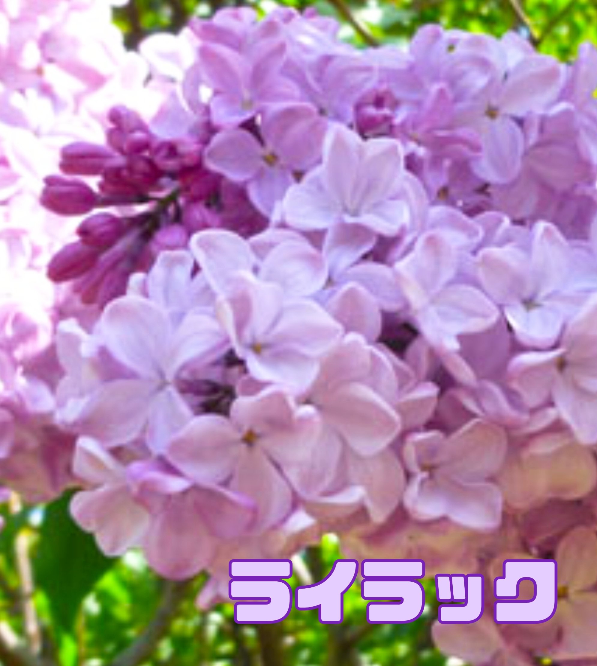 Whiskycat おはようございます 水曜日 きょうの誕生花は ライラック 花言葉は 思い出 忘れられない出来事が 記憶とともに 思い出となる きょうもステキな一日を 行ってらっしゃい 誕生花言葉 T Co Oqjuieze6q Twitter