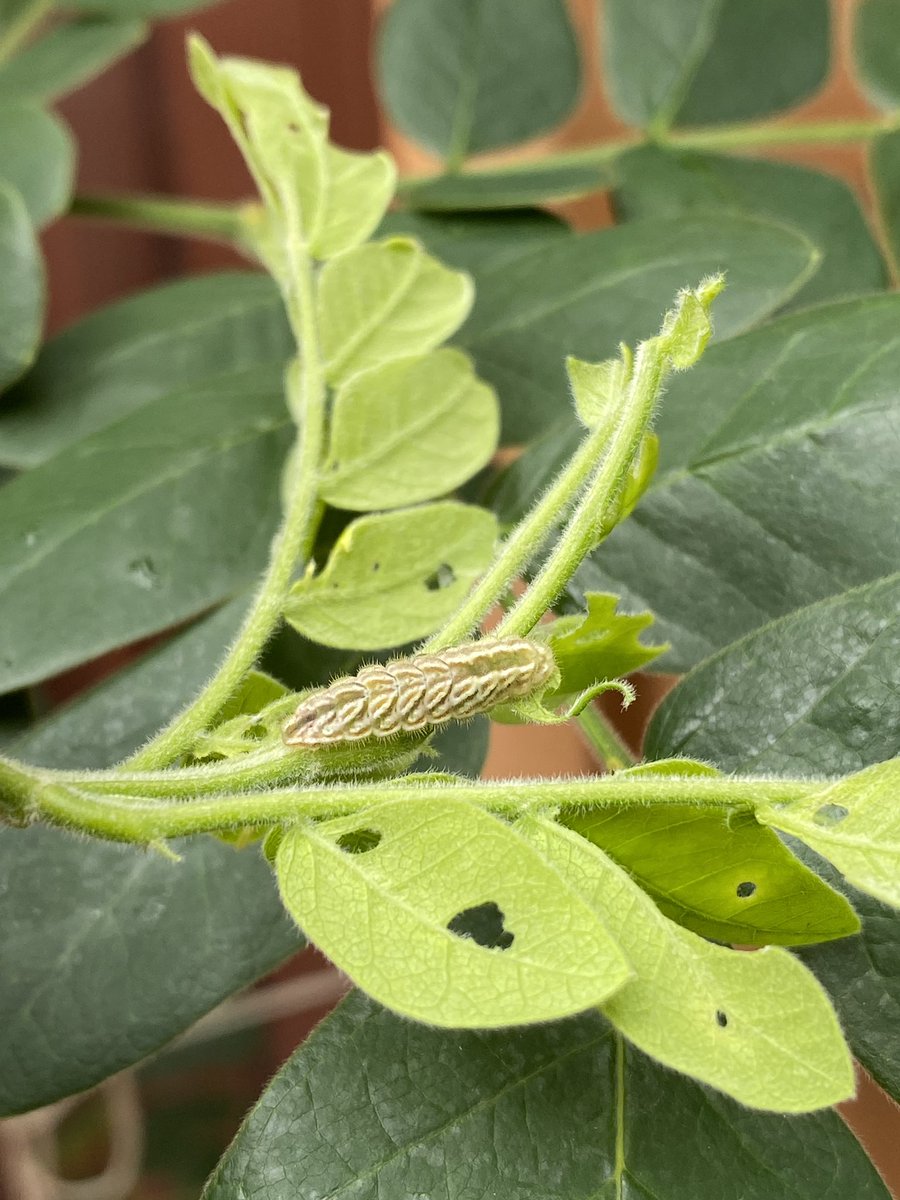 Este pequeño insecto está haciendo estragos con el samán de <a href="/RoBarrier/">Rosana</a>. Podrían ayudarme a identificarlo <a href="/MIZAUCV/">MIZA-UCV</a>. Gracias