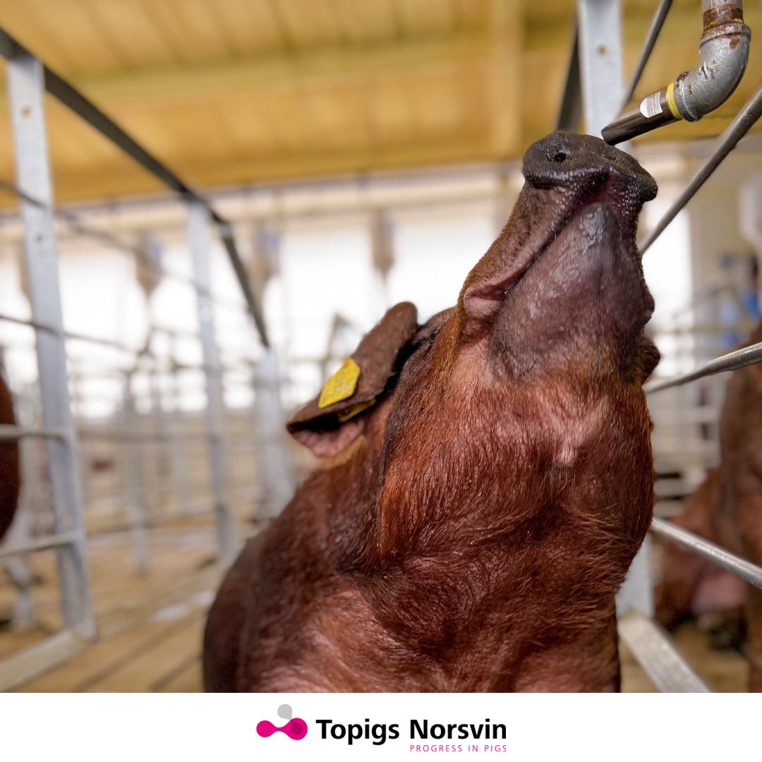 Nuestro Semental Duroc de raza pura. 🐷
La línea terminal Norsvin Duroc es robusta, productiva y magra.

#TopigsNorsvin #TopigsNorsvinEc #Progressinpigs #NorsvinDuroc #porcicultura
