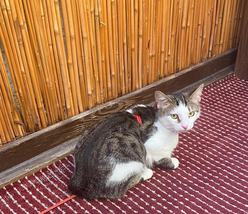 Hasta Kedi Şerafettin�s tweet "Şerafettinin yeni ilaç siparişi için