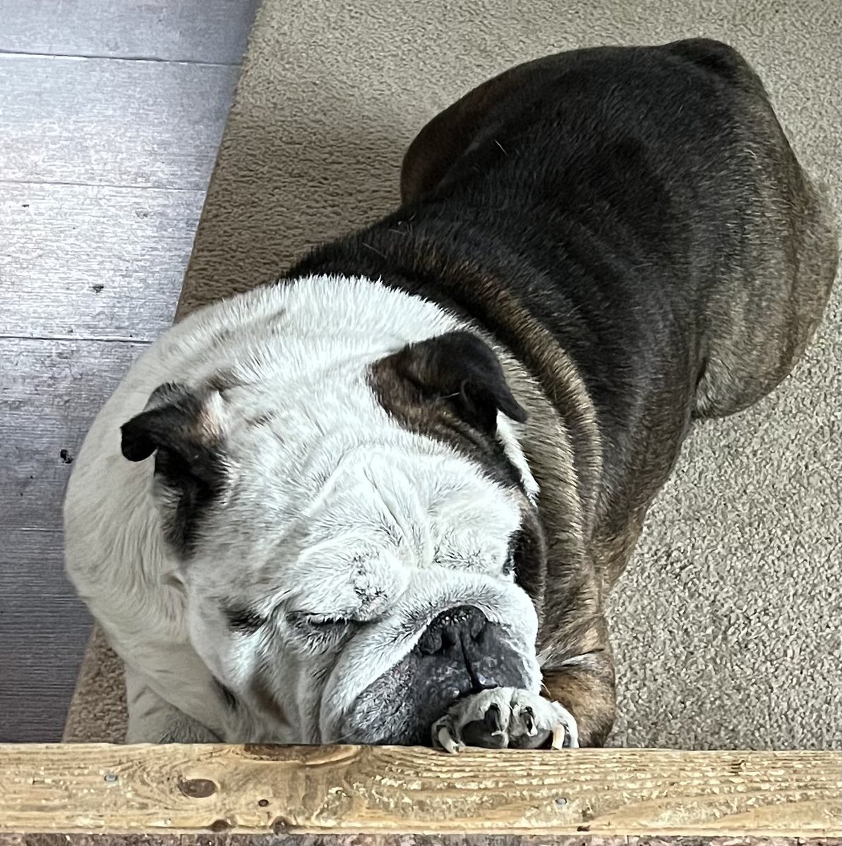 Tried something new today. I call it resting paw. 😏❤️😂🤗