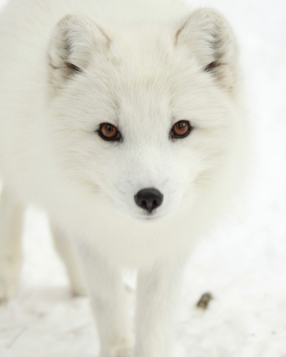 zoonewengland's tweet photo. This foxy fella turned 7 today. Everest's handsome white coat helps him camouflage with snowy habitats in the winter. Look for his shorter, brownish-gray summer look coming soonโshedding season is here. #StoneZoo #artcicfox #furface #animalfacts https://t.co/vKCKfZglXc