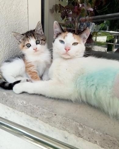 patiseverdoslar's tweet photo. 🐱YUVA ARANIYOR🐱 Anneli yada annesiz sahiplenmek isteyen olursa yavru 1 buçuk 2 aylık  kısırlaştırıldı anne kedi yurt bahçesinde yaşıyorlar.
📍İZMİR /BUCA
☎️0553 618 45 86 https://t.co/ITKZbZ97Rj