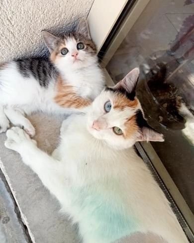 patiseverdoslar's tweet photo. 🐱YUVA ARANIYOR🐱 Anneli yada annesiz sahiplenmek isteyen olursa yavru 1 buçuk 2 aylık  kısırlaştırıldı anne kedi yurt bahçesinde yaşıyorlar.
📍İZMİR /BUCA
☎️0553 618 45 86 https://t.co/ITKZbZ97Rj