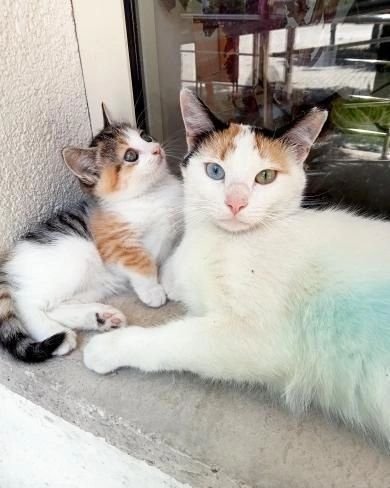 patiseverdoslar's tweet photo. 🐱YUVA ARANIYOR🐱 Anneli yada annesiz sahiplenmek isteyen olursa yavru 1 buçuk 2 aylık  kısırlaştırıldı anne kedi yurt bahçesinde yaşıyorlar.
📍İZMİR /BUCA
☎️0553 618 45 86 https://t.co/ITKZbZ97Rj