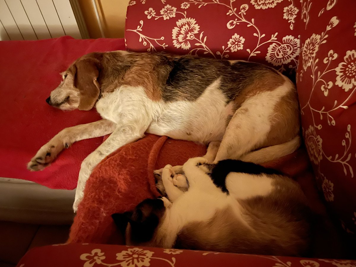 cathiedunn's tweet photo. The girlies holding paws. That’s a first! 🥰😍

Or maybe it was Charlie stopping Ellie from stretching… 😆

#mustlovepets #AdoptDontShop https://t.co/MkLjoaGyzX