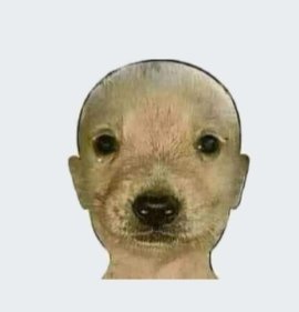 unhelado's tweet image. nunca me ha gustado cómo me veo con el pelo recogido siento que parezco este perrito