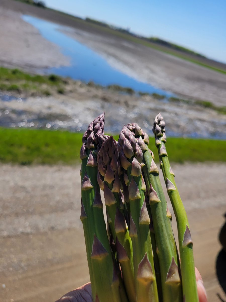 Minnesotatick's tweet photo. National Asparagus Day! Get you some!! #Minnesota https://t.co/9K9tWxz6tI