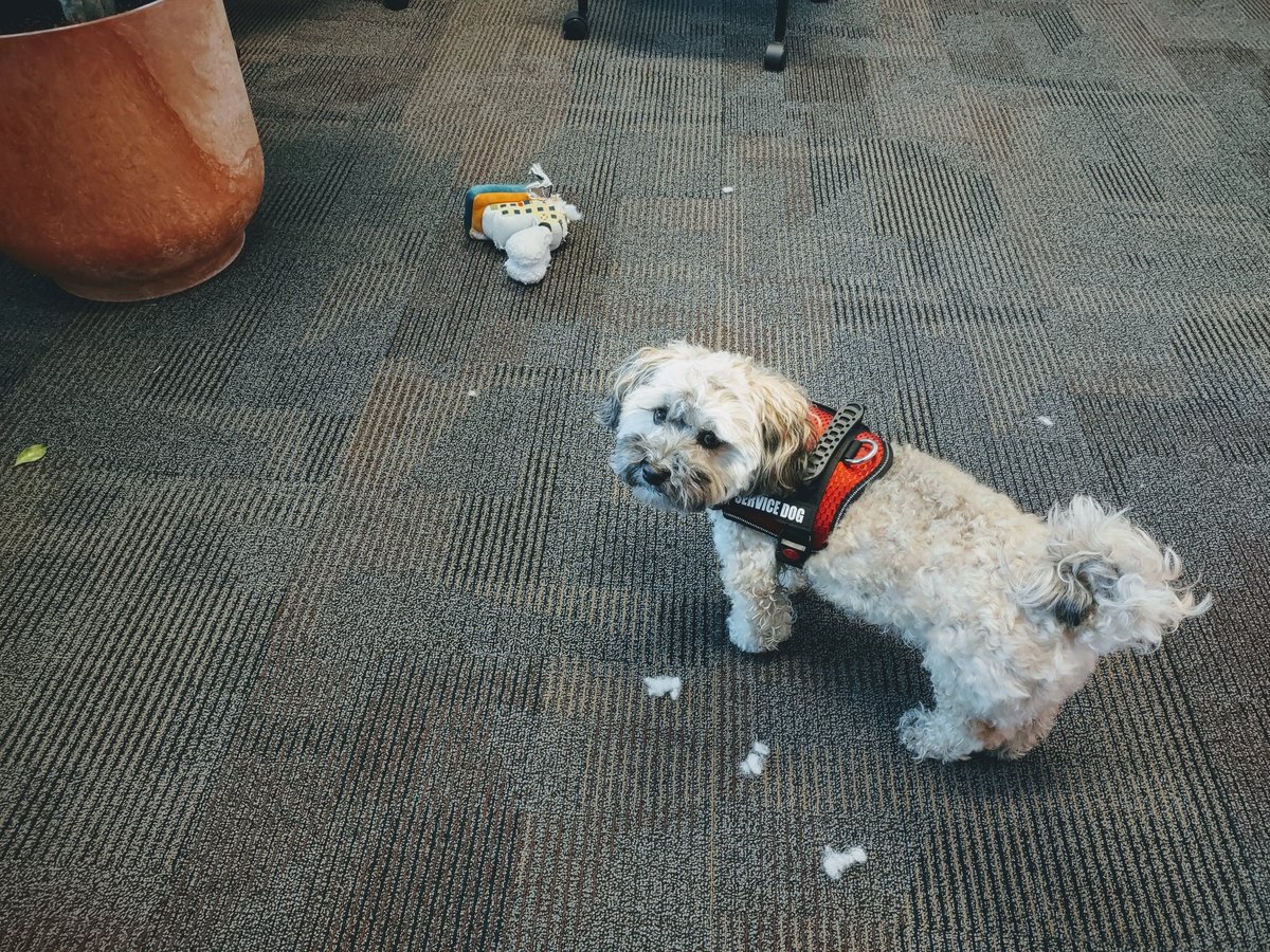 ElinMoor's tweet photo. @darth Service dog Bean is at your service https://t.co/pZdrNIAWsY