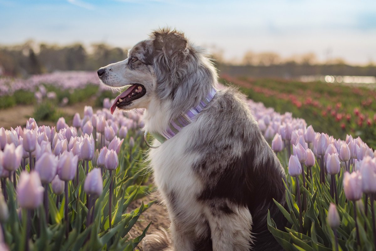 More tulips. Can't get over this one 😍 
#tulipfield #TulipTuesday #tongueouttuesday <a href="/secondfloordogs/">Second Floor Dogs co</a>
