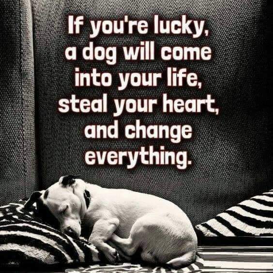 If you're lucky , a dog will come into your life , steal yout heart , and change everything ❤🙏