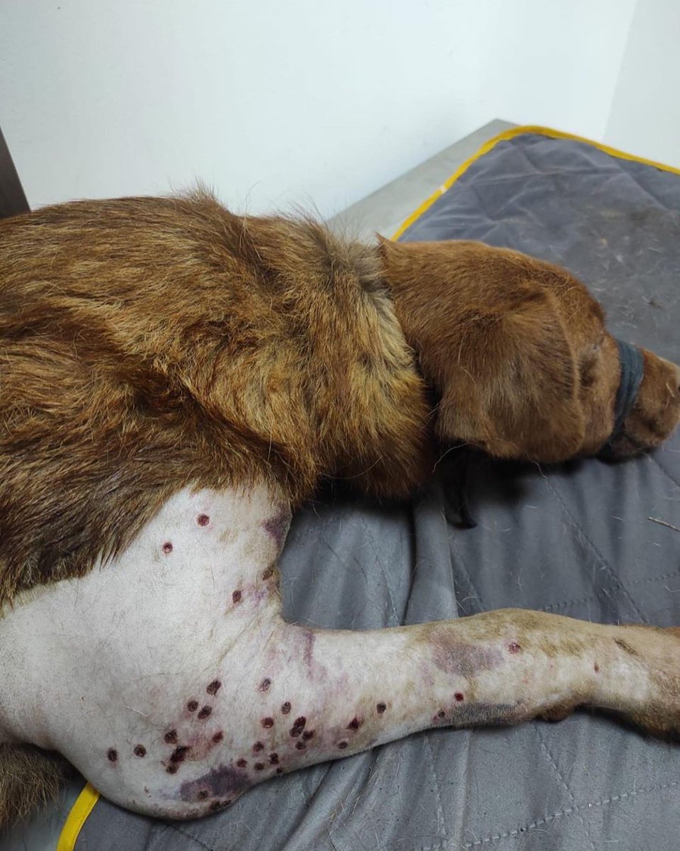 vetcsi's tweet photo. Desde Guarne, ingresa a la UFV @Uni_Remington un perro es víctima de agresión física con arma de fuego tipo escopeta.
Grupo GELMA de @FiscaliaCol se encuentra al frente de la investigación del caso.
Nuestro equipo #VetCSI realizó la atención por clinica forense. https://t.co/RdD6Wwf4sl