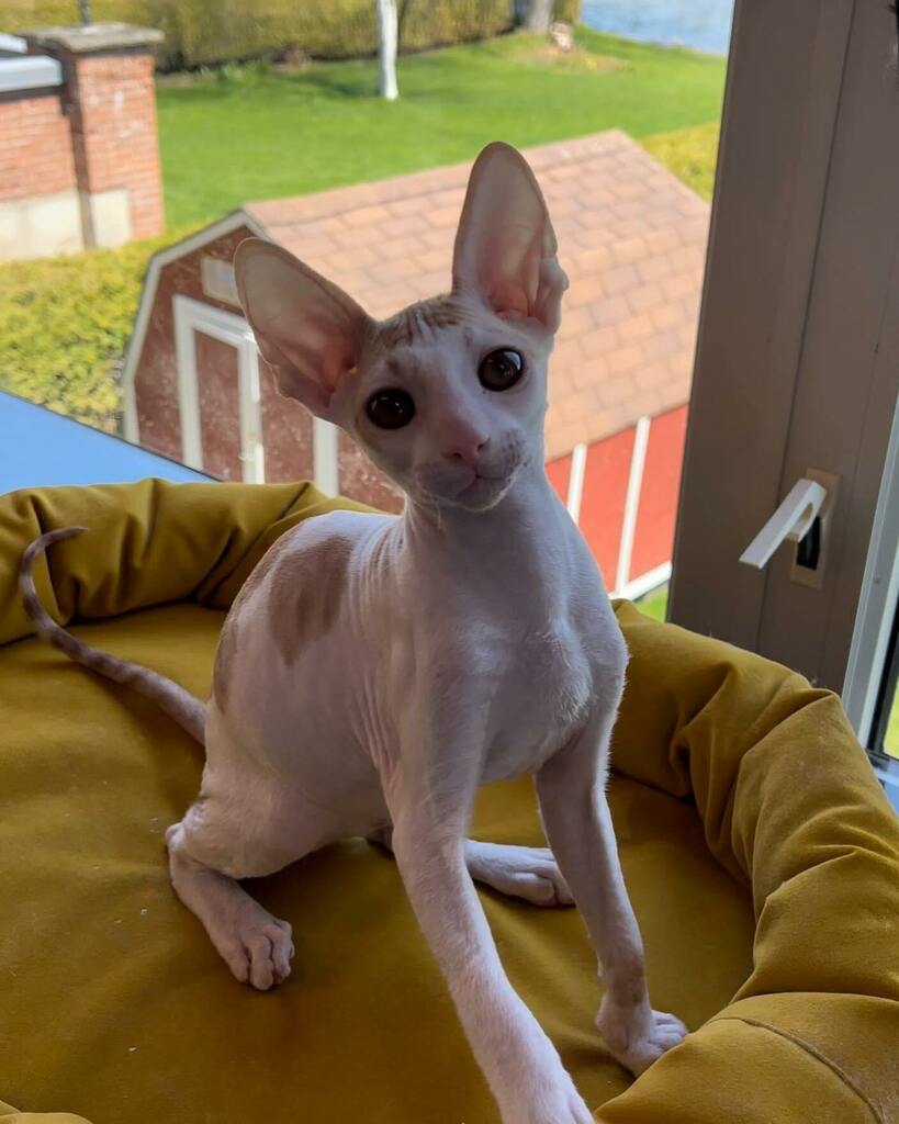 mvannie's tweet photo. Tomorrow we go pick up this sweet angel! Cannot wait to welcome him to our home!
#scoobydoo_crx
#cornishrexkittens #cornishrexcanada #cornishrexcatsofinstagram #cornishrex #kitten https://t.co/gLzsR3V5WC https://t.co/00onyKni8x