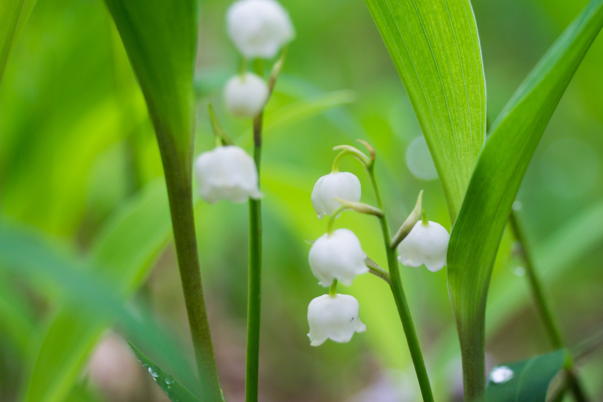 エルナト すずらんの群生地に行ってきた 今年は早く行きすぎた でも昨年より華やかな感じだったな おかげでいい香りが楽しめた 撮り溜めていた少し前の写真 すずらん スズラン 日本すずらん 山梨県 笛吹市 T Co Fm2grduxjm Twitter