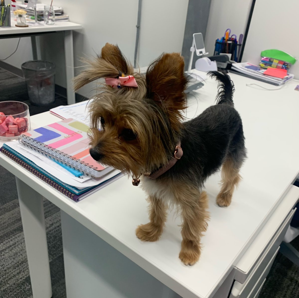 WBEC South tweet media