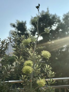 雷神の花が届いた にじゅうかいじょうブログ