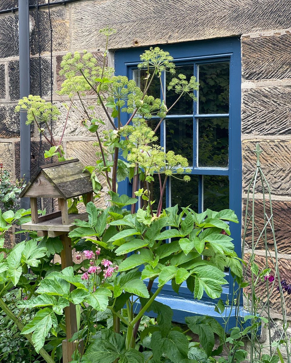 pauljonesking's tweet photo. With all the rain the #cottagegarden #roancottage is looking nice and green #coastalliving #redcarandcleveland #cottage #GardeningTwitter #gardening #garden #northyorkshirecoast https://t.co/uUxBpe1Zsl