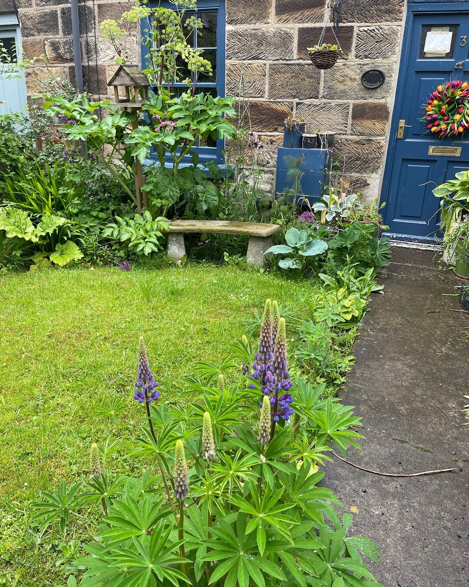 pauljonesking's tweet photo. With all the rain the #cottagegarden #roancottage is looking nice and green #coastalliving #redcarandcleveland #cottage #GardeningTwitter #gardening #garden #northyorkshirecoast https://t.co/uUxBpe1Zsl