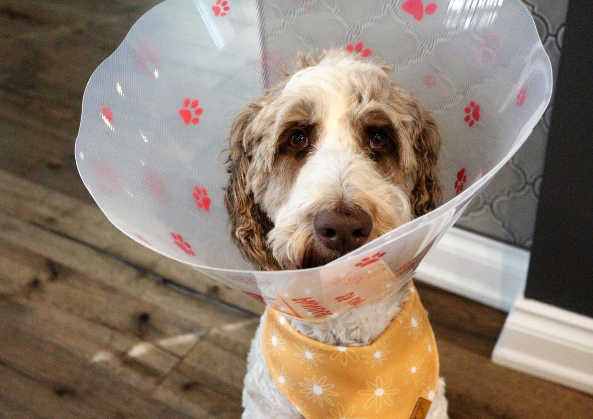 DoodleNessa's tweet photo. Vet man said I have to wear this thing for a week.
I had a cyst rupture on my back near me butt. 
I am handling it well though, I'm one tough girl!
#SayNoToCones
#dogsoftwitter https://t.co/2pFUk3Rbsk