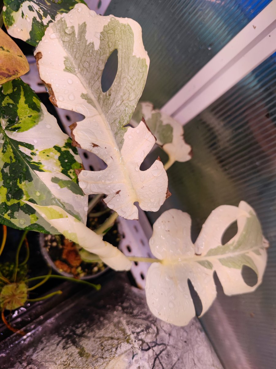 zczza2's tweet image. 真不错呢