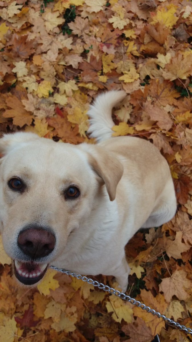 Susan Angela C.♡Ω🏳️‍🌈 tweet media