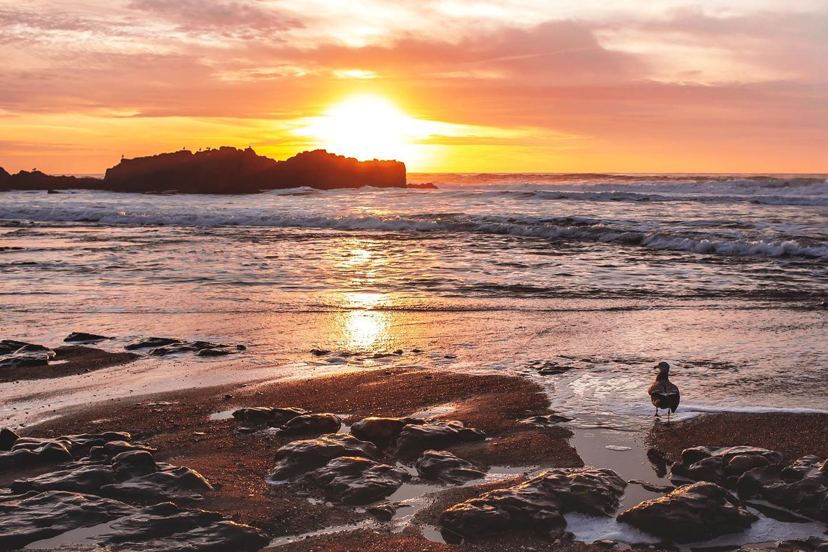 LincolnCityOR's tweet photo. Seagulls enjoy pretty sunsets too ๐
๐ธ @lyssa.rose.photography
#ExploreLincolnCity #LincolnCityOR https://t.co/r7qWmMcEo3