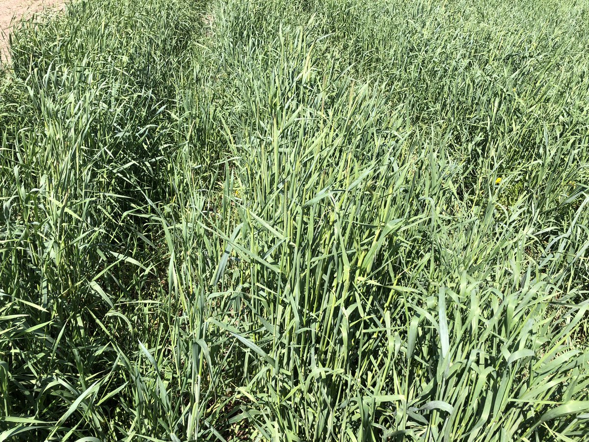 Planted soybean, Forever Green crops 5/24/22 fall seeded Kernza, 3 yr old Kernza, winter barley