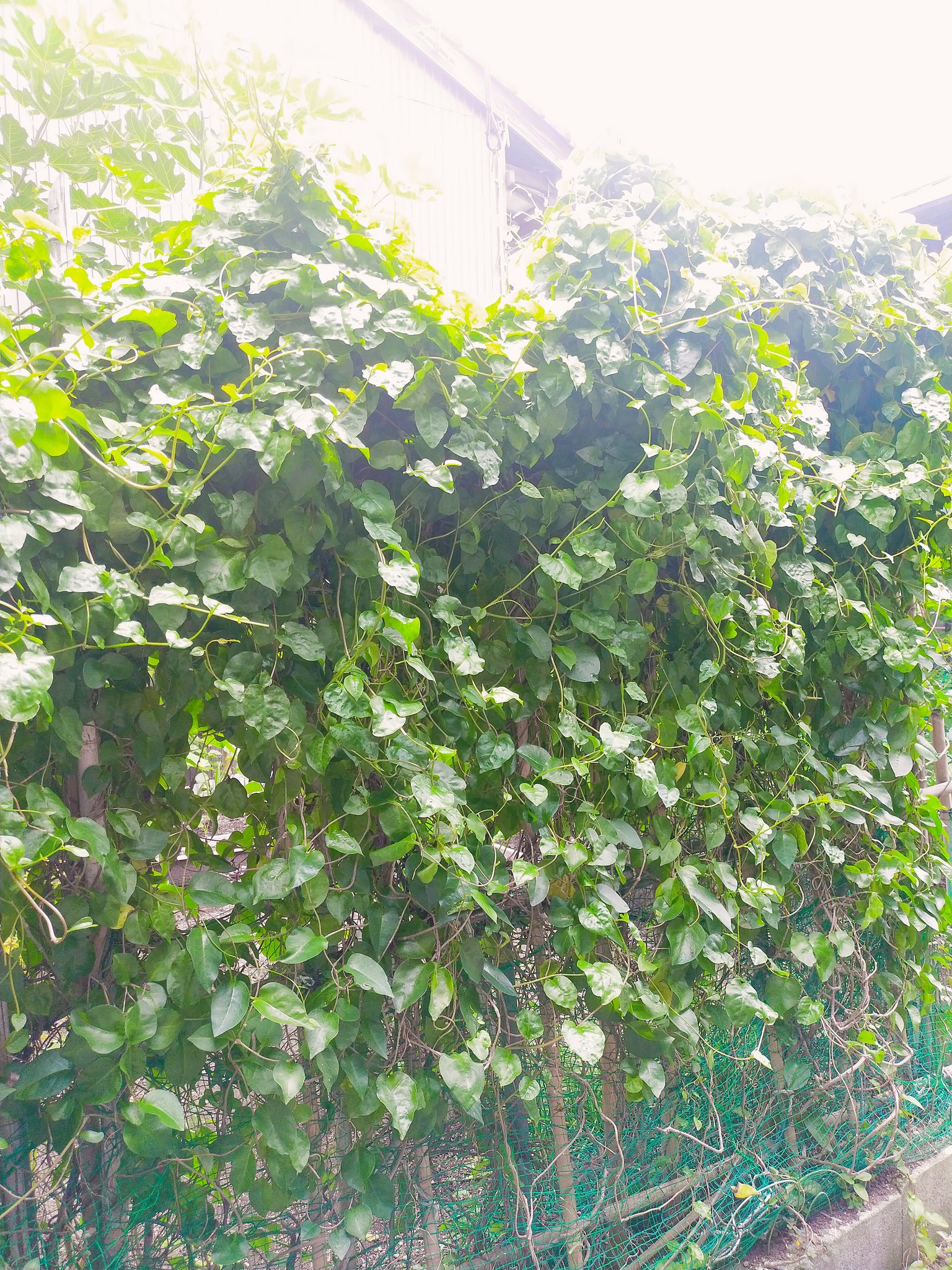 たにかつ 今日のフリーコーヒーは 11名の参加でした みなさん ありがとうございます オカワカメを使った食べられる グリーンカーテンプロジェクトが始まるみたいですね T Co Yj17yslb2k Twitter