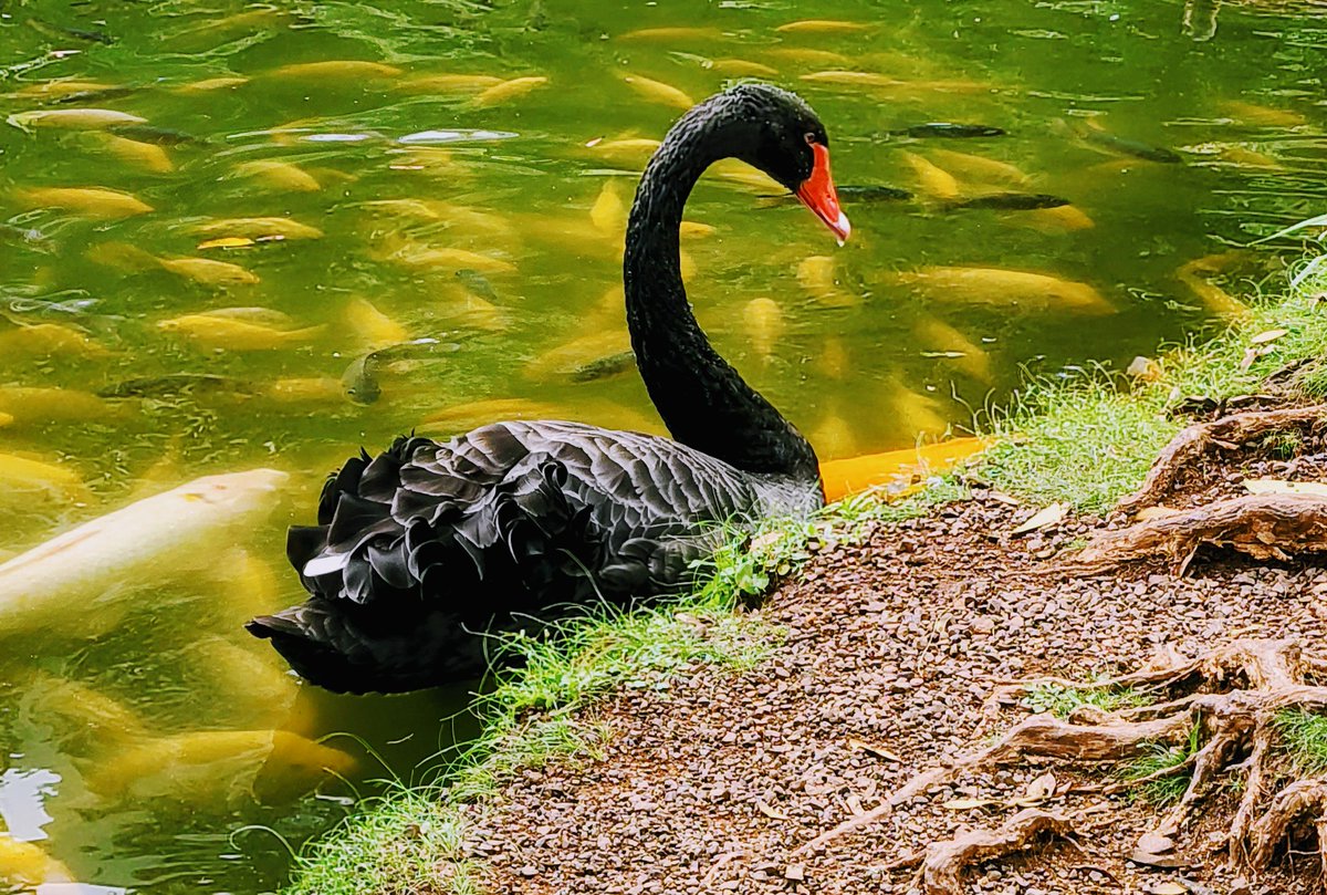 J__Waldron's tweet image. Actually just happened upon this omen bird a few days ago.