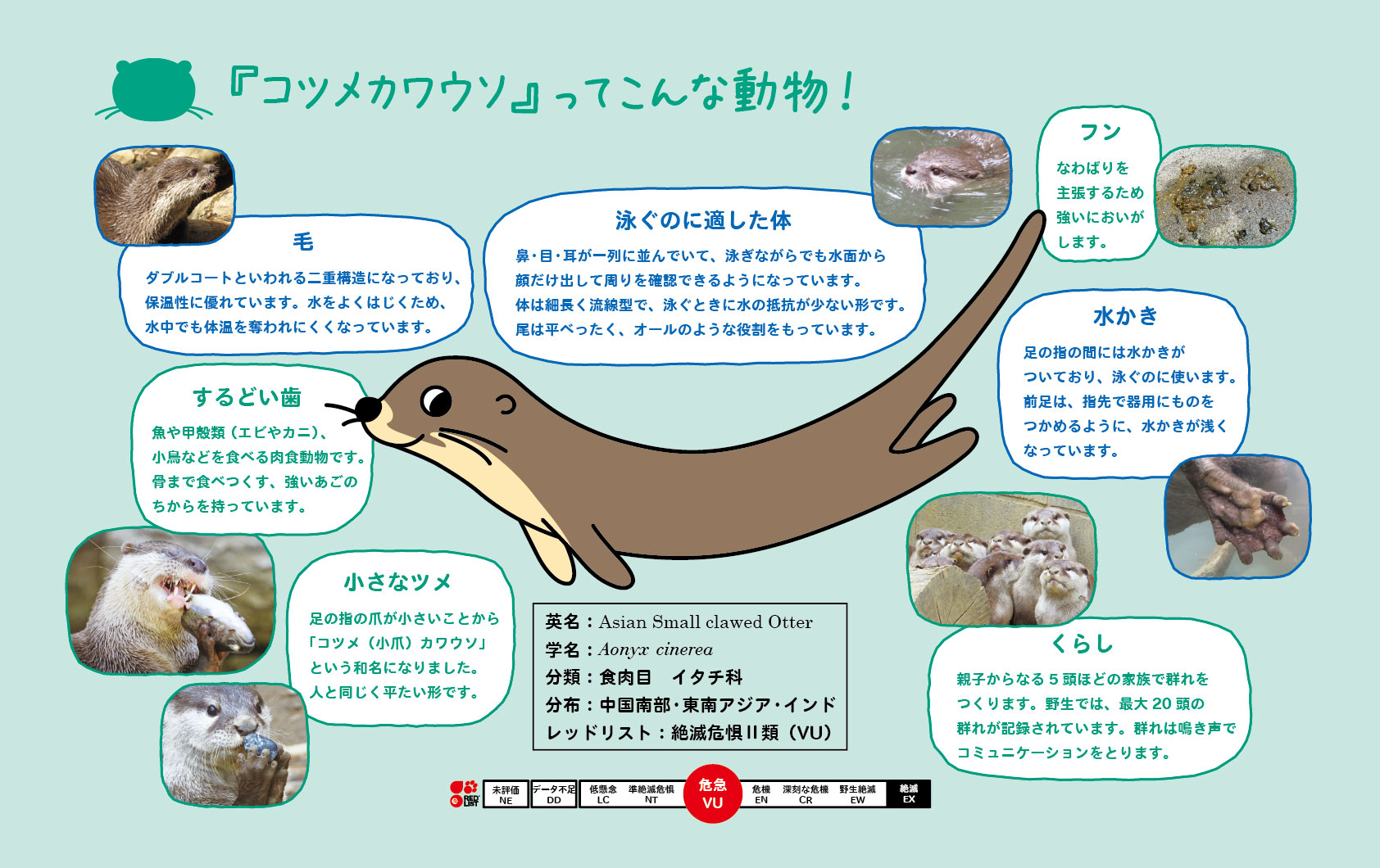 埼玉県こども動物自然公園 公式 現在野生で生息しているカワウソの仲間は世界中に13種 埼玉県こども動物自然公園では コツメカワウソを飼育しています 世界カワウソの日 T Co 4zmpl4z2gi Twitter