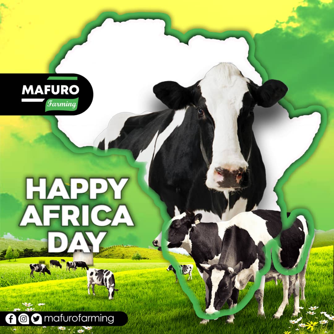 Mafuro Farming tweet media
