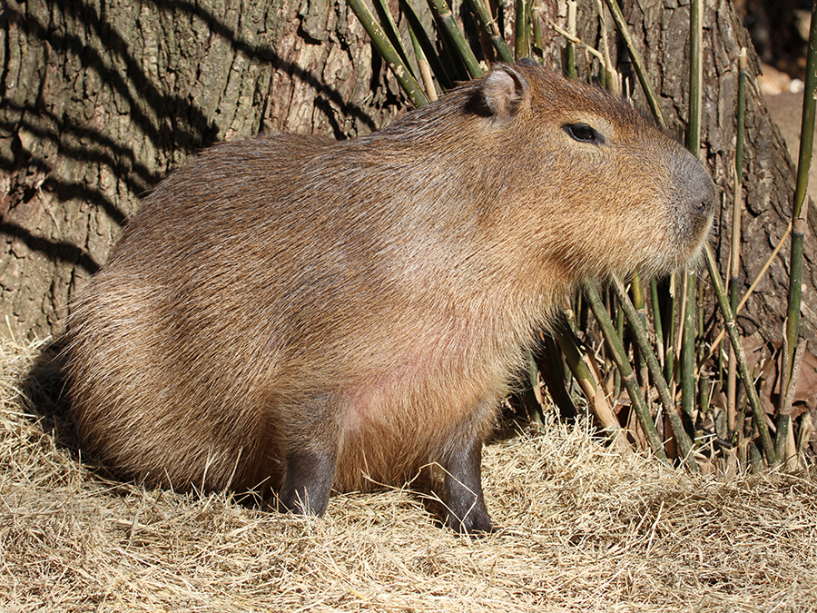 anythingbott's tweet photo. a Capybara plans to end Gacha Life! https://t.co/sWOBtgyi7E