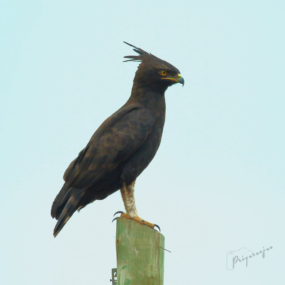 Long-crested Eagle (Lophaetus occipitalis)
From the archives, a high fashion bird.
#Tanzania #BirdsOfAfrica #BirdsSeenIn2021 #ThePhotoHour #BBCWildlifePOTD #IndiAves #TwitterNatureCommunity #birdwatching #birding