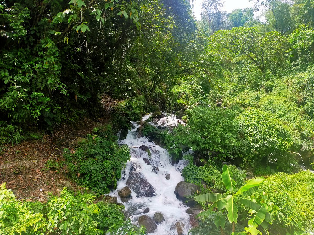 kenterjoya's tweet photo. Scenes of #SiangBelt are of breathtaking beauty. The turquoise #Simang is stunning despite the torrential rains; #Padu, an entire plateau covered in rice fields is gold.

A 12-hr backbreaking journey chasing the Siang river managed to heal my soul!
#Siang #UpperSiang #Arunachal https://t.co/bpkWDr0duz