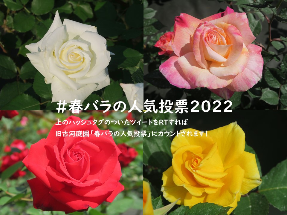 旧古河庭園 春バラの人気投票22 チェリーボニカ ころんとした丸い小ぶりのカップ咲き 1輪から数輪で株一面に花を付け次々と咲かせます 一足遅く株の見頃に 花型が小さい分 多くの花が咲いていると見ごたえがあります とてもきれいなチェリーレッド